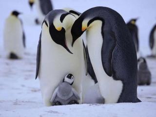 睡前故事《企鹅和企鹅爸爸》