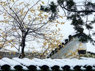 朝霞 ‖《大雪》 朗诵: 苡子