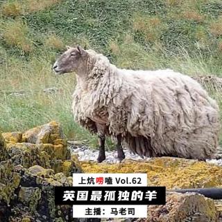 英国最孤独的羊：从暖心救援到“爱护”动物组织的闹剧 Vol.62