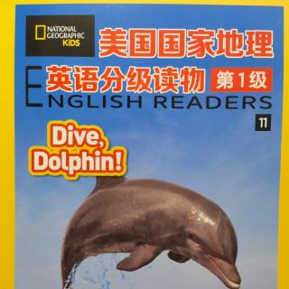 Dive Dolphin!