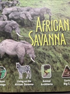 Nov 16，Mokfei4，African Savanna day 1