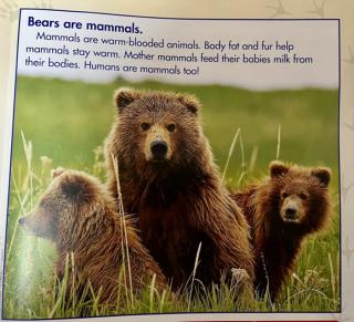 Bears are Mammals