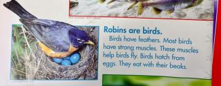 Robins are birds