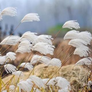 《天堂的芦花》作者：群制；诵读：琪琪