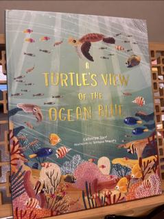 a turtle's view of the ocean blue by Miranda