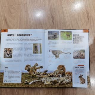 猎豹为什么跑的那么快？