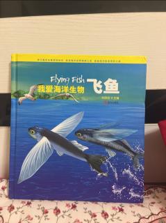 我爱海洋生物———飞鱼🐟（下）