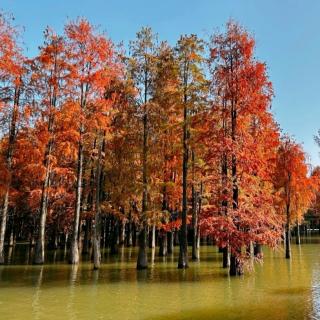 青山湖的秋色