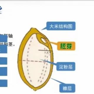 张教授讲胚芽吃到时间……