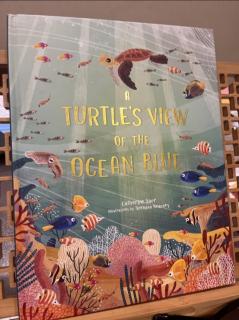 a turtle's view of the ocean blue by Miranda