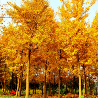 一颗深秋的银杏树.作者：王妍丁
