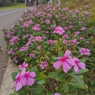 歌曲 如水年华女生