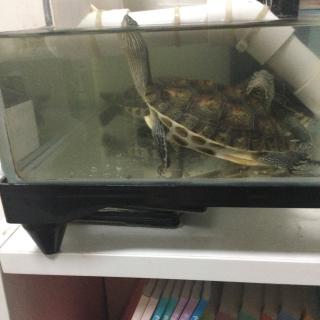 乌龟的饲养方法