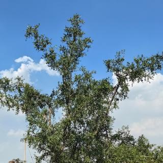 《坐等花开》一一好花时节不闲身   之  生机