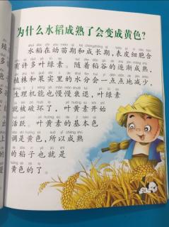 【龙猫读知识】20231210 为什么水稻成熟了会变成黄色？