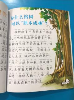 【龙猫读知识】20231212 为什么榕树可以“独木成林”？