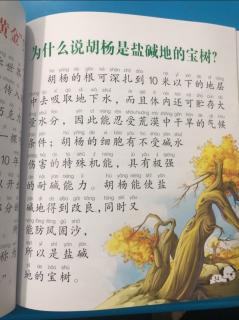 【龙猫读知识】20231212 为什么说胡杨是盐碱地的宝树？