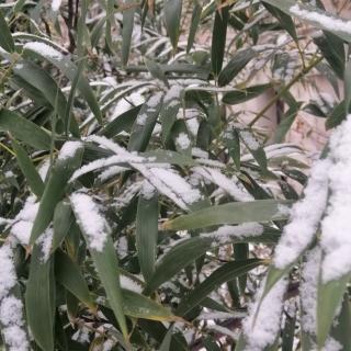 雪花的独白