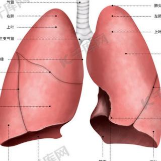 肺的功效和调理