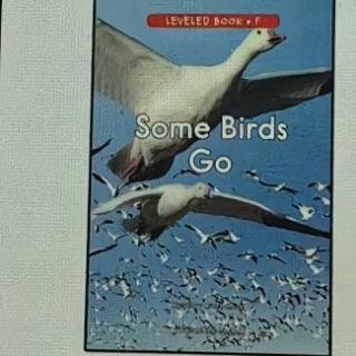 Some birds go