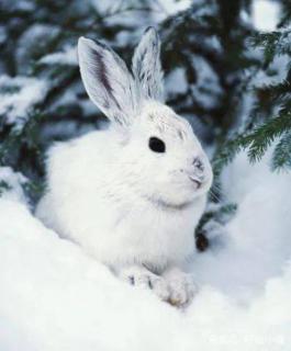 离春天只有二十公分的雪兔