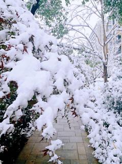 云南雪 文/杨明菊