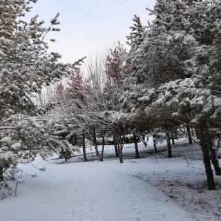 《雪的思念》作者邢金环诵读简单