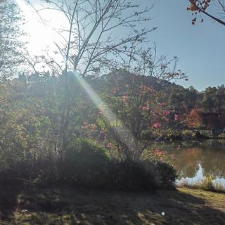 饮食与胰岛素的调节及其重要性