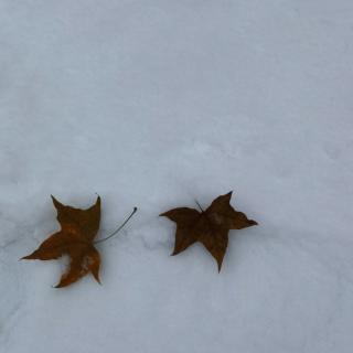 听雪——雪小禅