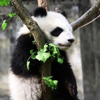 白门柳第三部鸡鸣风雨第八章2