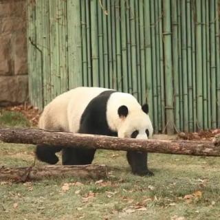 白门柳第三部鸡鸣风雨第九章1