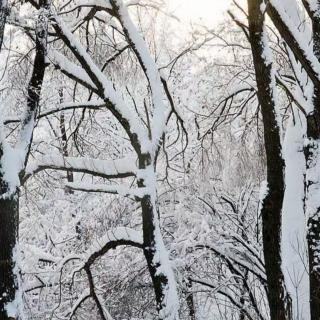 《初冬第一场雪》：文/诵/风雪