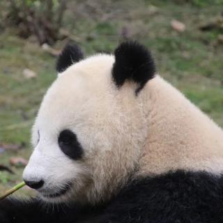 白门柳第三部鸡鸣风雨第九章4