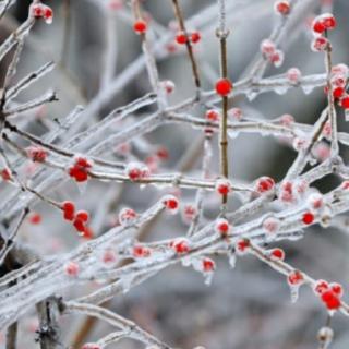 我与梅花共白头