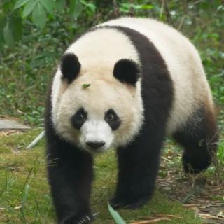 白门柳第三部鸡鸣风雨第十一章3