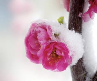 朝暮新作三首：《雪梅香·狮峰谷》……罗兰朗诵