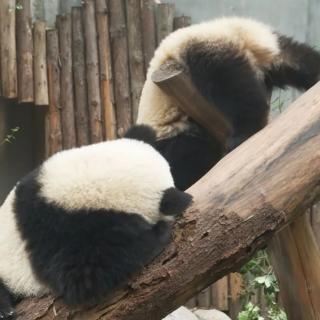 白门柳第三部鸡鸣风雨第十一章5