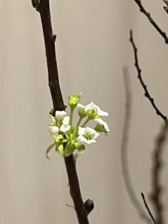 小寒：踏雪寻梅，花信如约·徐立京