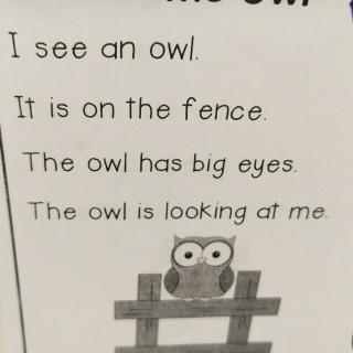 The owl