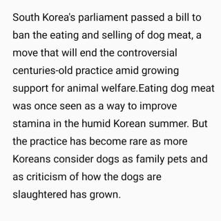 20240115韩国立法禁止狗肉贩卖！百年习俗为何一朝被废？