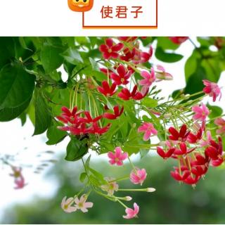 每日中药：使君子