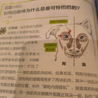 狗狗🐶的眼神为什么总是可怜巴巴的的？