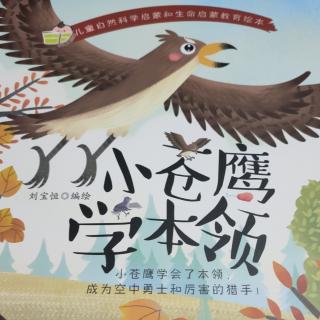 小苍鹰🦅学本领