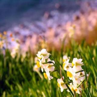 The Daffodil Principle《水仙花法则》· John
