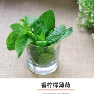 A-Z：香柠檬薄荷