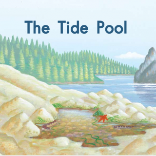 04 the tide pool