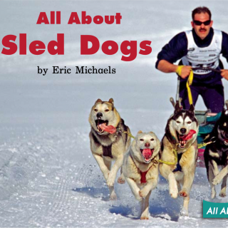 53 All about sled dogs