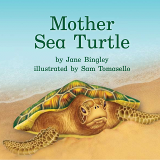 39 Mother sea turtle