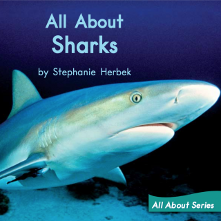 31 All about sharks