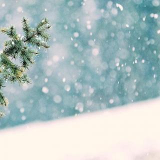 《冬天的树》程蓉-张玉阁